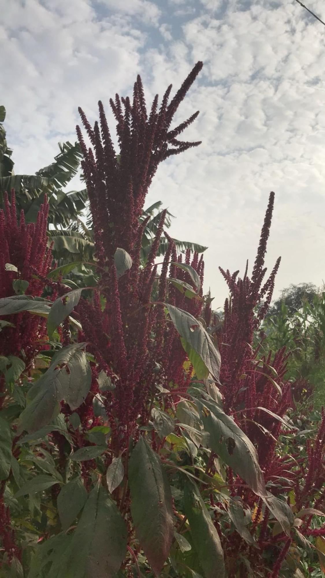 Tekri Farms And Retreat Hotel Ujjain Buitenkant foto